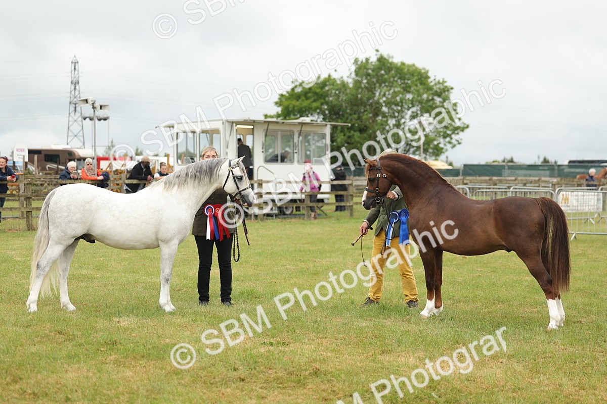 SBM_02313 - Class 50-57 - M&M Welsh Pony In Hand