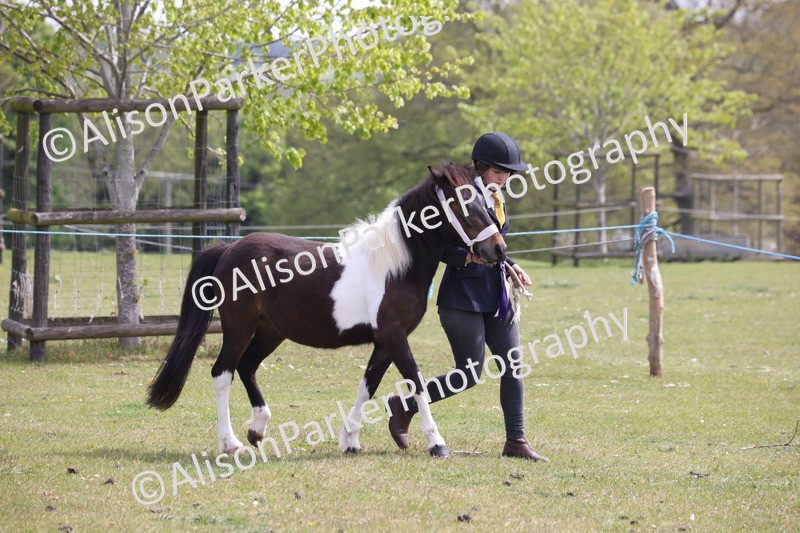 20260426-3285 - Class 27 - Coloured Horses and Ponies
