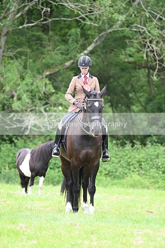 WJ7_4229 - Class 14A Handsome Gelding