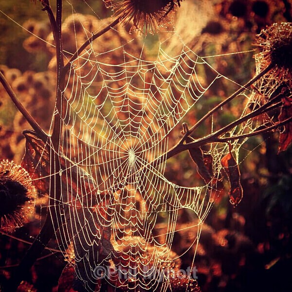 PhotoMynottART046 - Photo Mynott ART Images