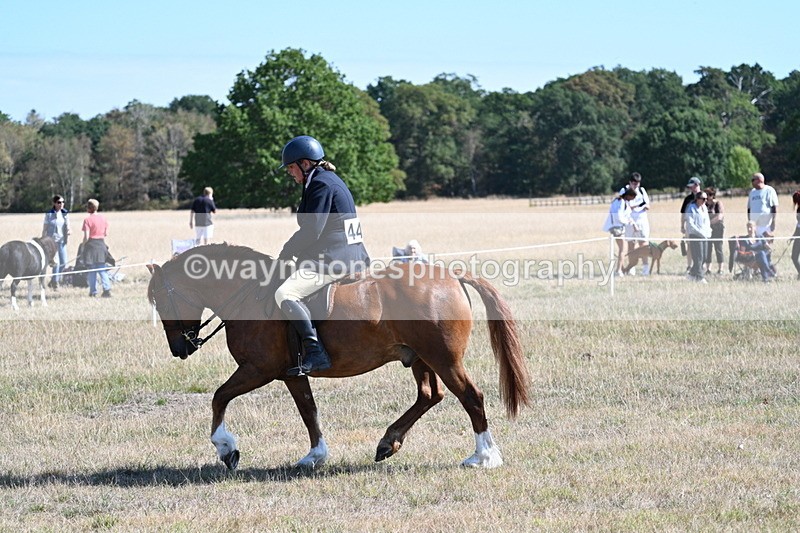 WJ7_3878 - Class 9 Mountain & Moorland Ridden