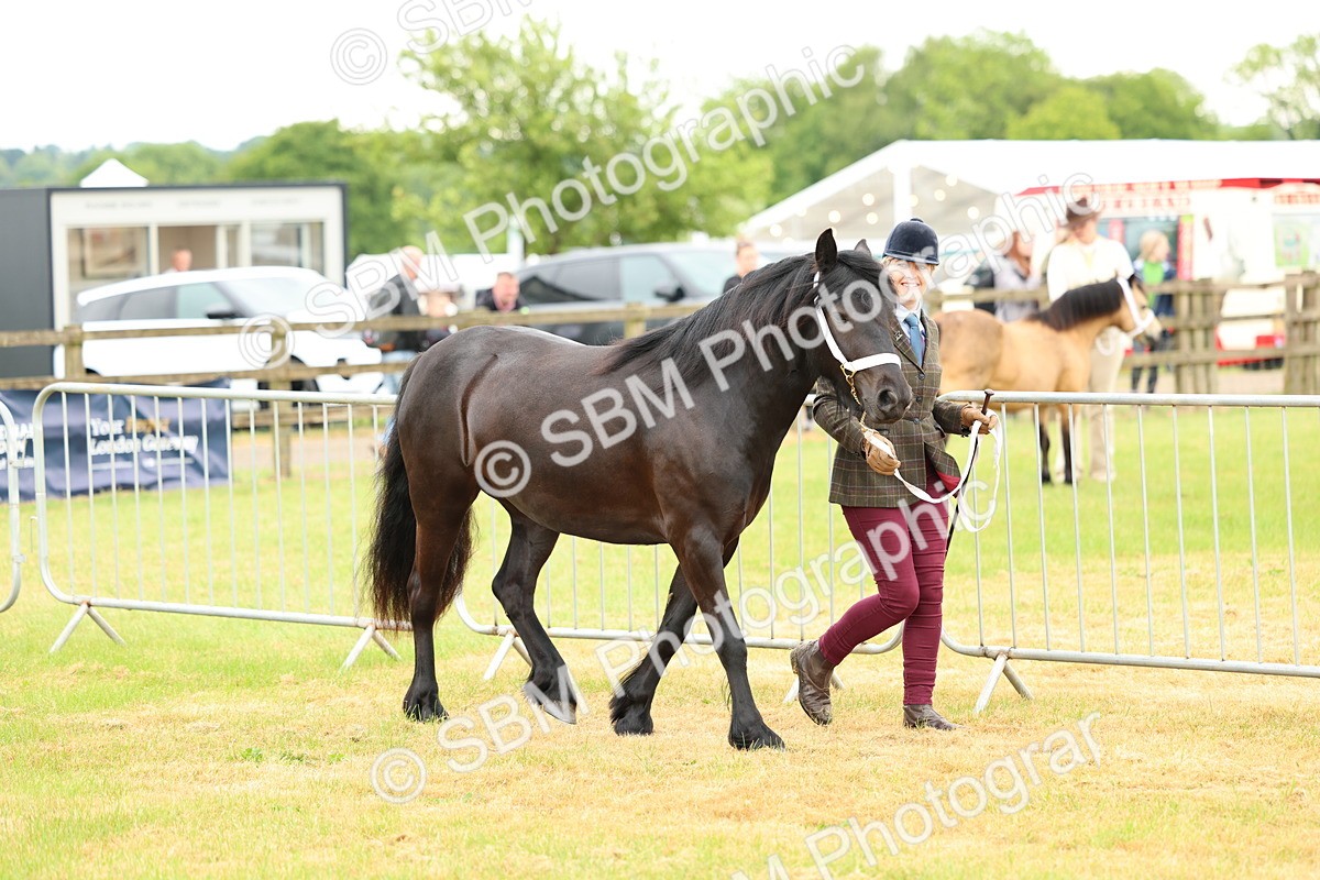 SBM_00380 - Class 58-67 - M&M Non Welsh Pony In hand