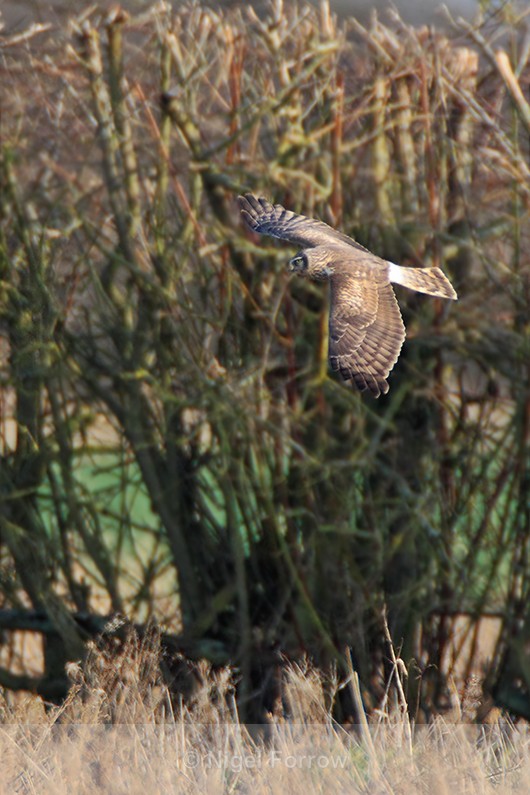 Hen Harrier in flight at South Leigh, Oxfordshire - Hen Harrier