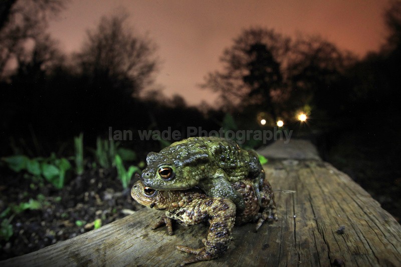  - Reptiles, amphibians & pond life, Great Britian