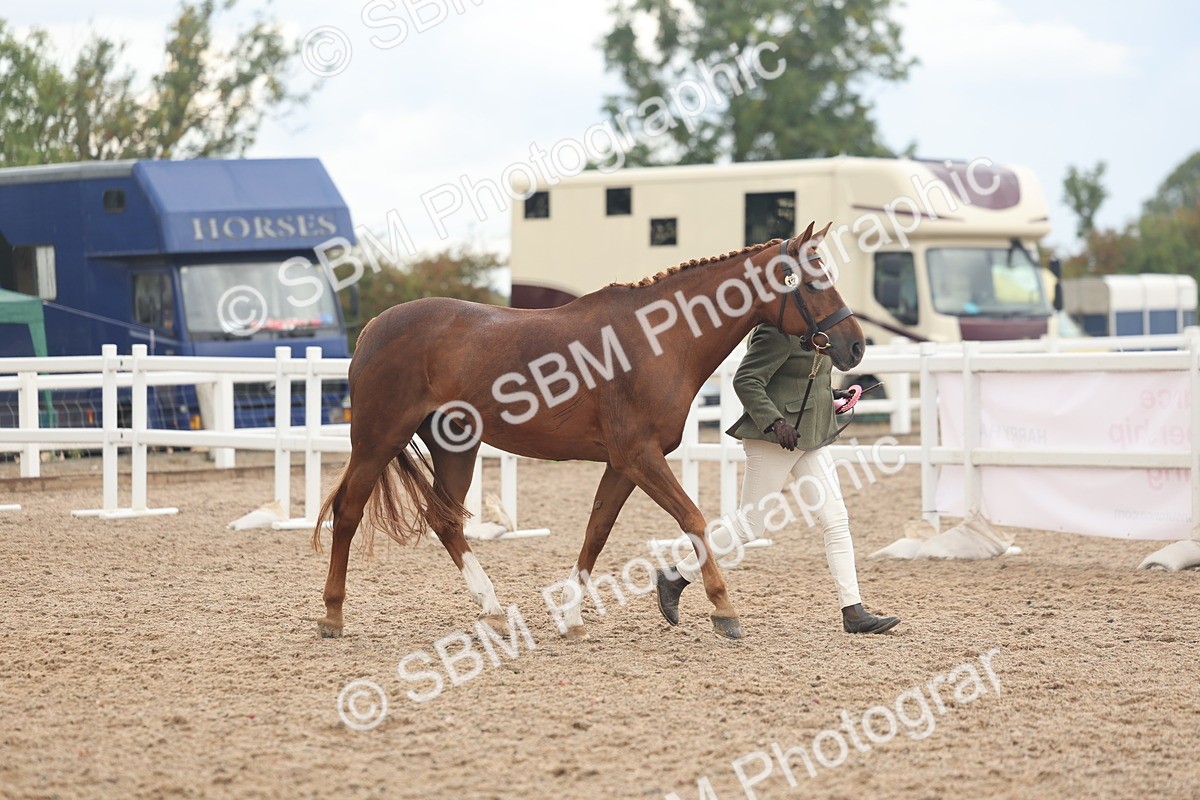 SBM_07857 - Class 27 - IH Competition Horse/Pony