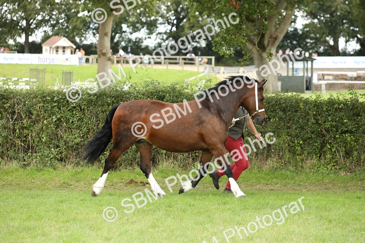 SBM_65343 - S47 - Mountain & Moorland In Hand Large Breeds
