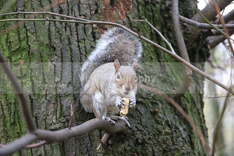 Squirrel - Animals and Birds