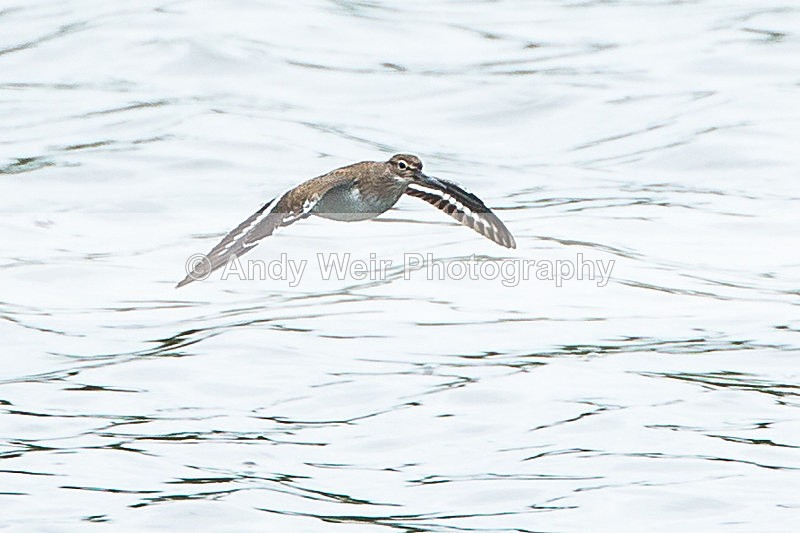 20130721-3K8A5114 - Other Waders