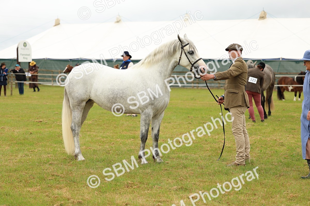 SBM_04044 - Class 64-67 - Shetland Pony In Hand