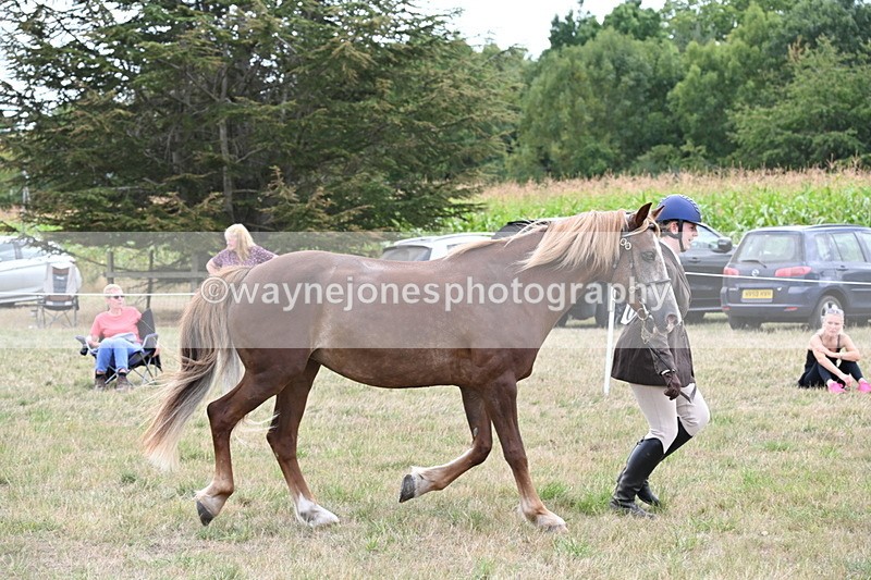 WJ6_6164 - Class 19 In-hand Veterans (Uploaded correct folder)