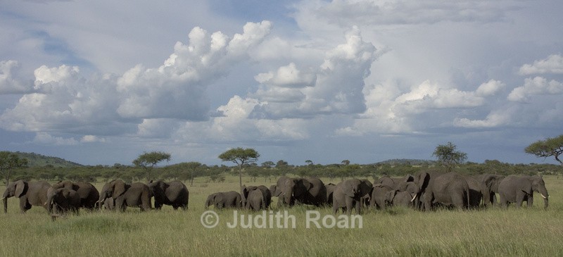 Elephant Herd - Tanzania Birds and Mammals