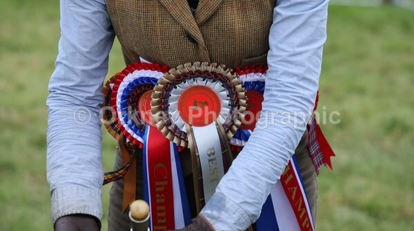 untitled-7241 - Shetland Pony Show