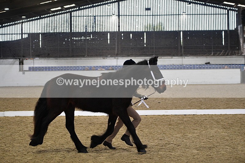 WJ5_4246 - Class 6 In hand M&M - Large Breeds