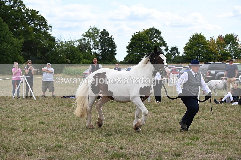 WJ6_5575 - Class 18 In-hand Coloured