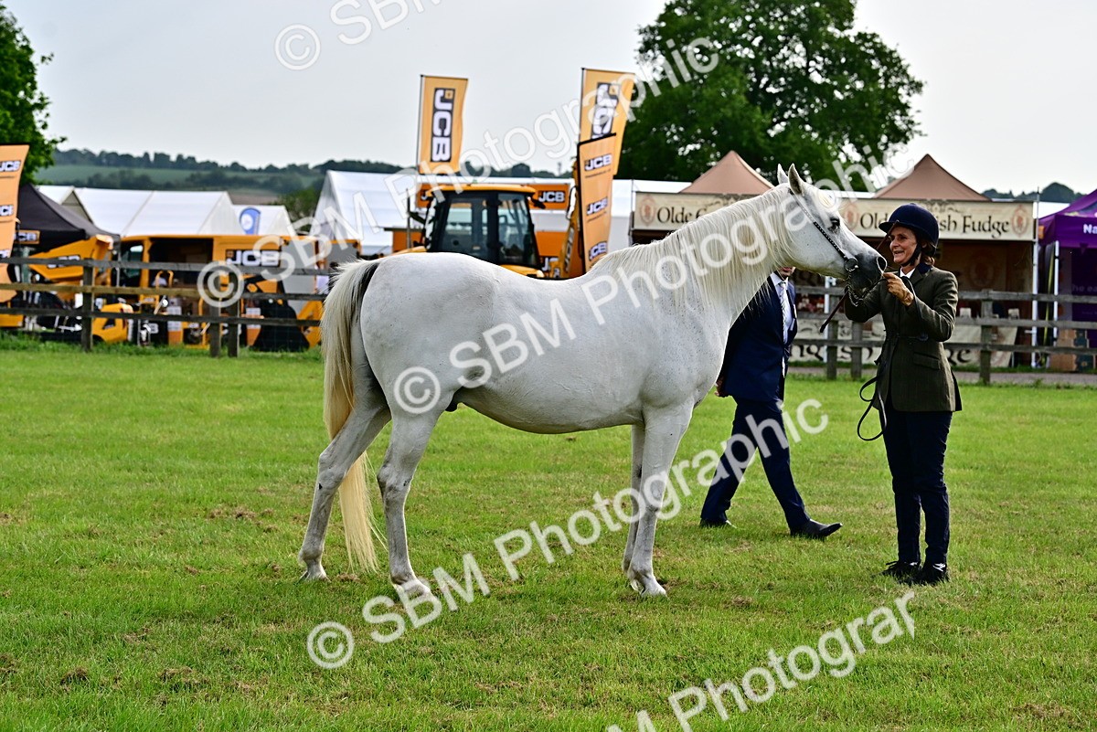 SBM_00035 - Class 46-49 - Arab and Part Bed-Anglo Arab In Hand