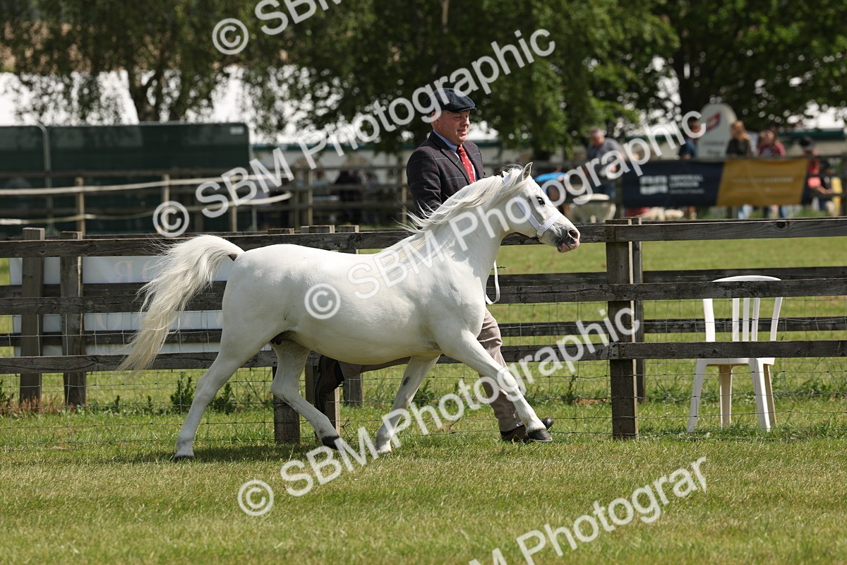 SBM_02391 - Class 6-13 - Mountatin and Moorland In Hand Welsh Breeds