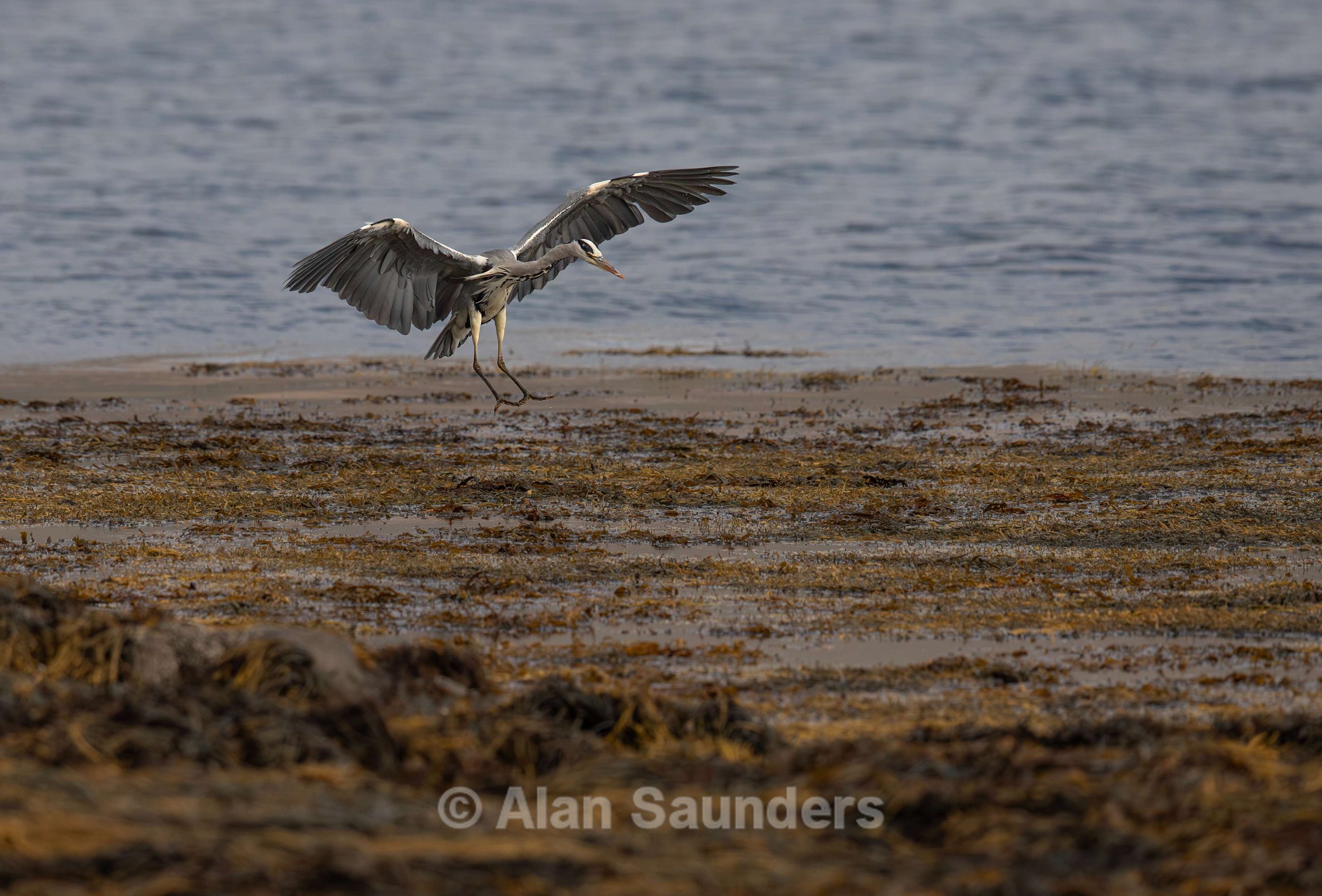 Grey Heron 21