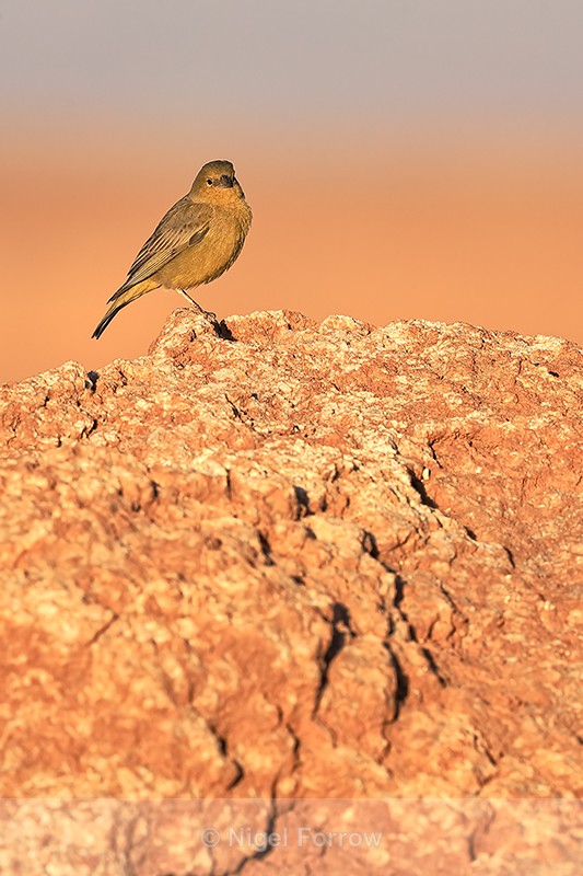 Greenish Yellow-Finch on rock, Moon Valley, Atacama Desert, Chile - Greenish Yellow-Finch