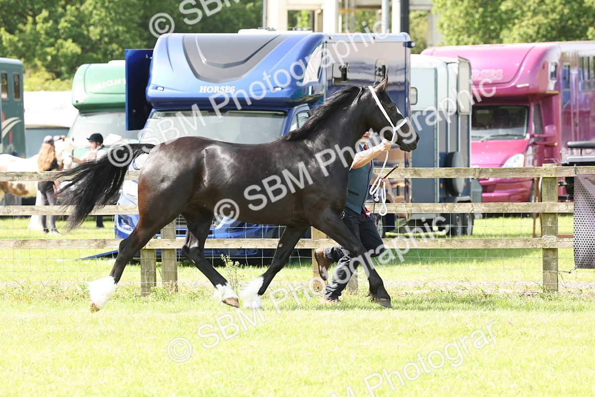 SBM_02376 - Class 6-13 - Mountatin and Moorland In Hand Welsh Breeds
