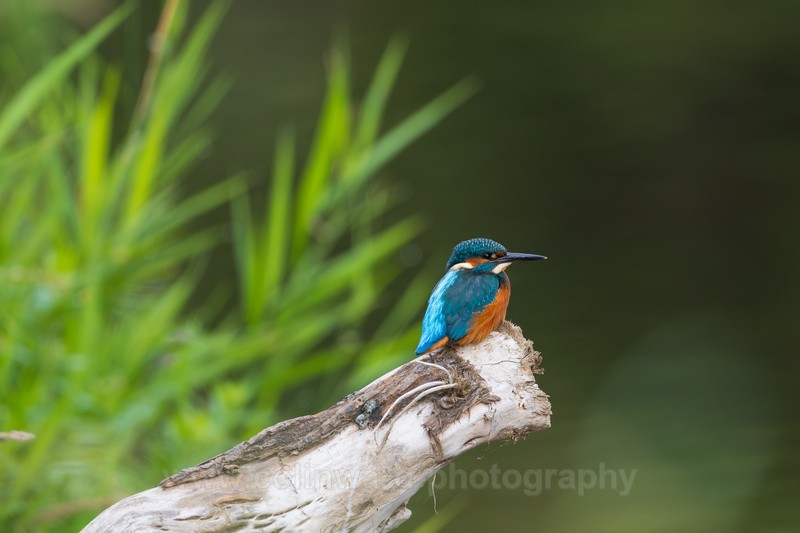 Kingfisher beside the river wear. ref 0207 - macro and nature.