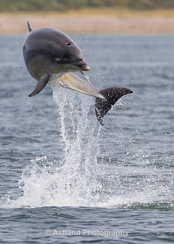 Astland Photography, Bird and Wildlife Images, Susan and Peter Wilson, U.K.