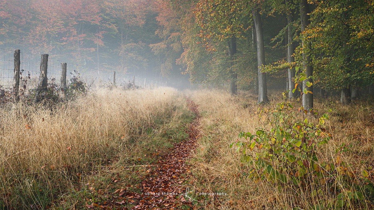 Micheldever rising - Woodland