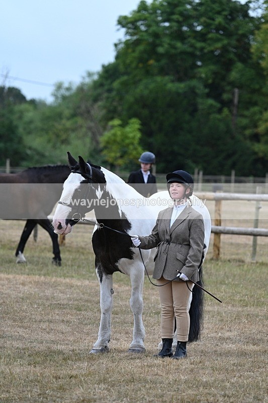 WJ7_9739 - Class 5a Most Handsome Gelding (above 14.2hh)