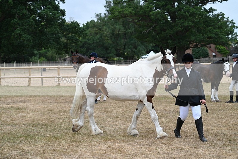 WJ7_0057 - Class 5a Most Handsome Gelding (above 14.2hh)