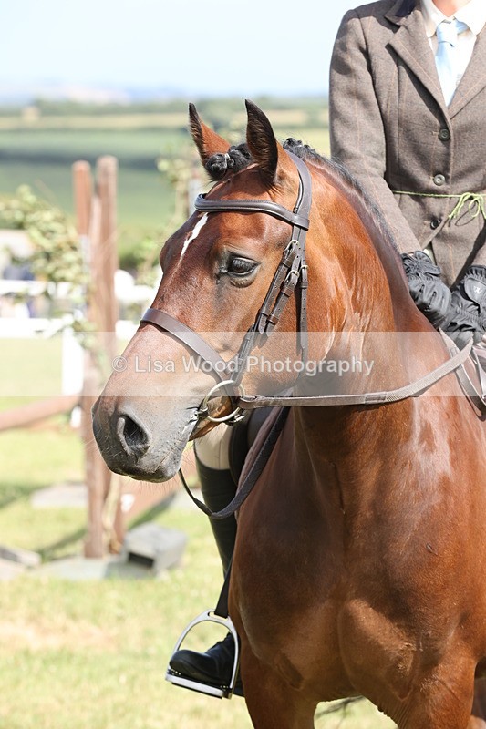 JPP_2440 - Class 19: Working Hunter 60cm