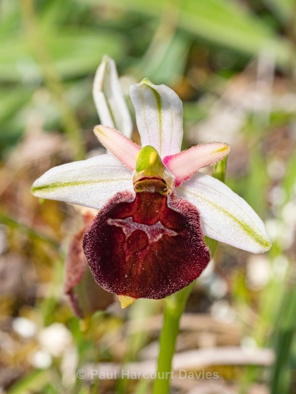 Shield Ophrys (Ophrys argolica ssp. biscutella also Ophrys biscutella or O. crabronifera ssp biscutella - Gargano - Wild Orchids