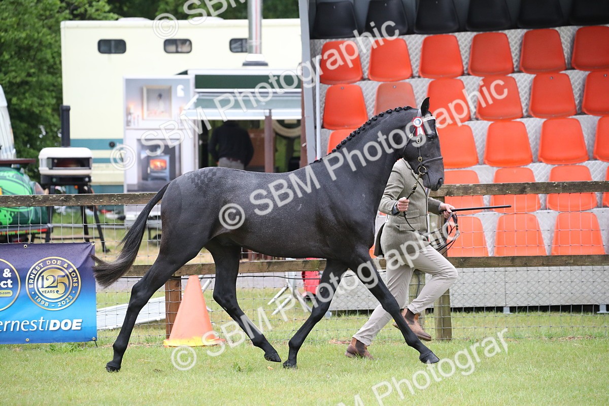 SBM_00046 - Class 17-20 - Arab & Part Bred - Anglo Arab In Hand