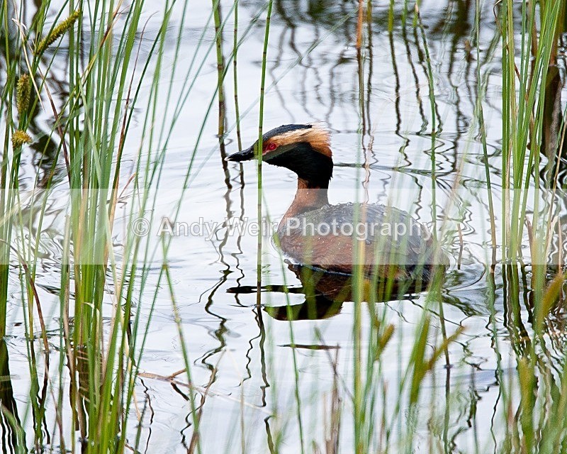 20090620-060 - Slavonian Grebe