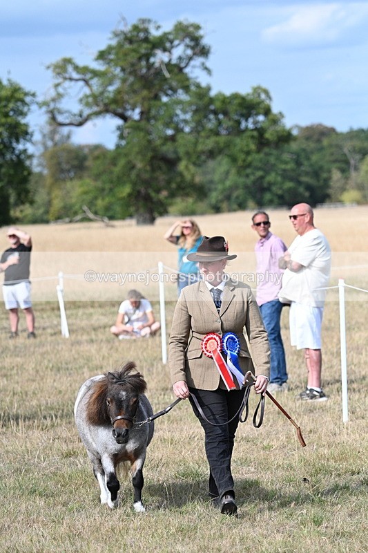 WJ7_8090 - In-hand Championship