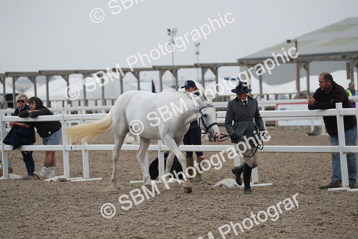 SBM_18343 - Class 318 IH Part bred Horse/Pony