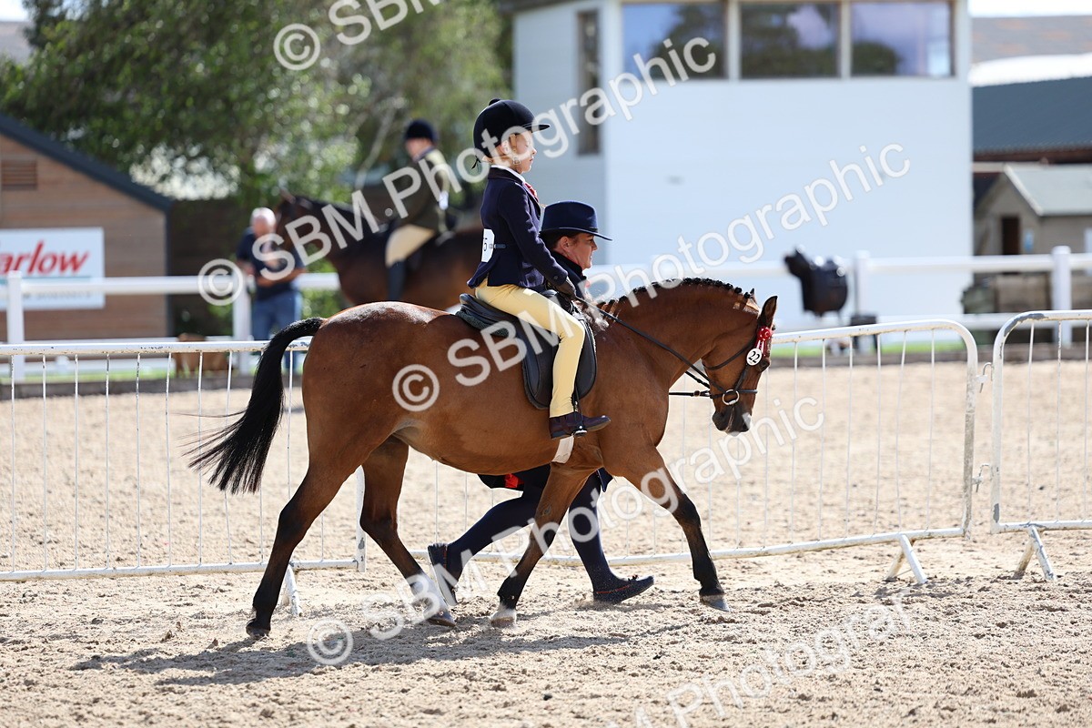SBM_13036 - Class 309 - Lead Rein Pony