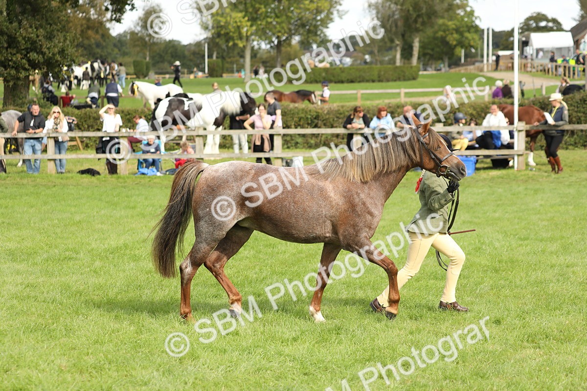 SBM_62818 - S46 - Mountain & Moorland In Hand Small Breeds