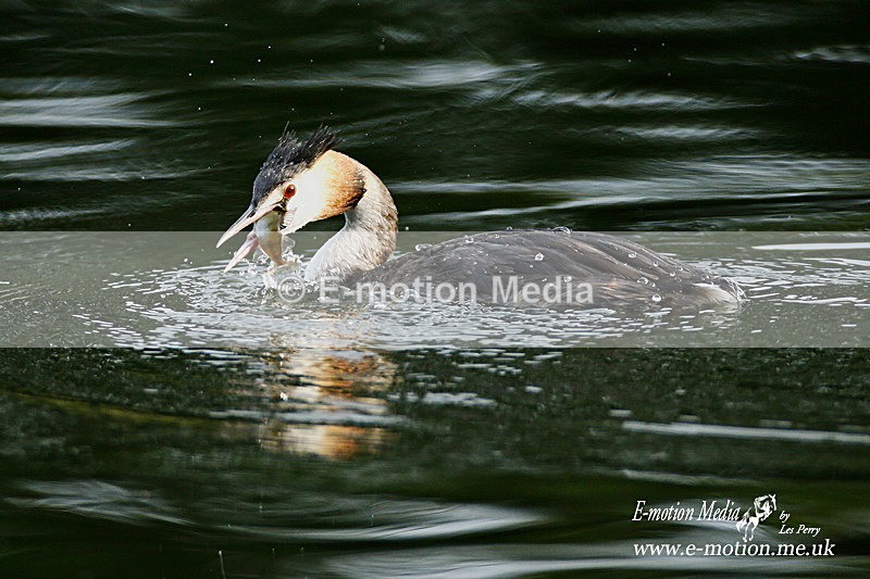 Great Crested Grebe  280813 14 - Nature