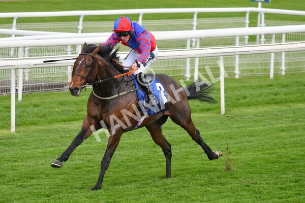 yr14052021r6-13 - Race 6 4.15pm Yorkshire Equine Practice Stakes