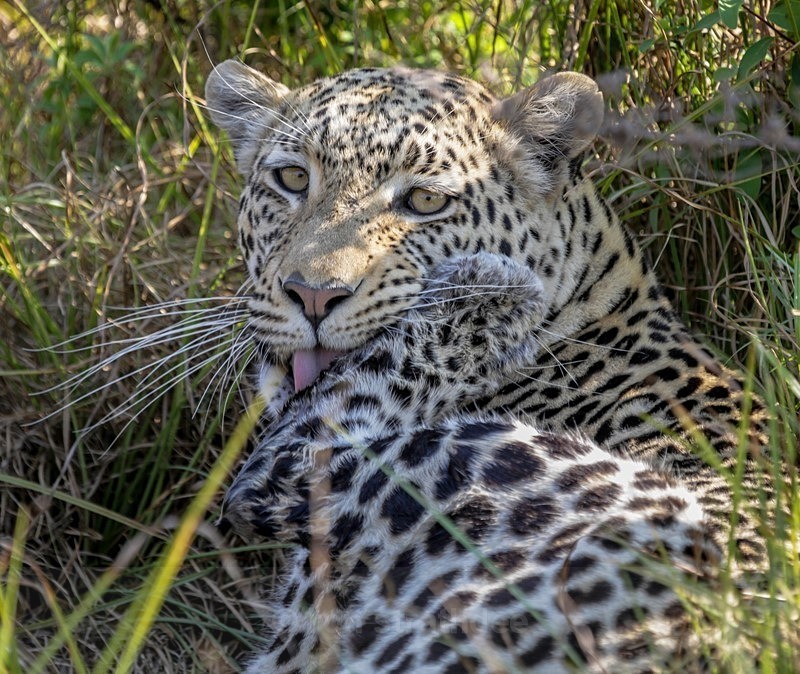 Fed up with Photographers - Botswana Wildlife