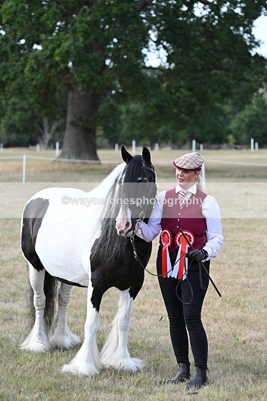 WJ7_8362 - In-hand Championship