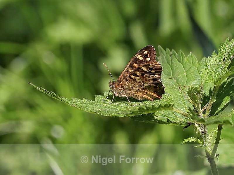Speckled Wood on nettle, Otmoor, Oxfordshire - INSECTS