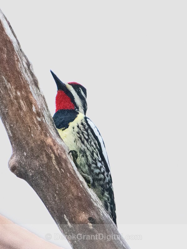 Yellow-bellied Sapsucker - Breeding Male