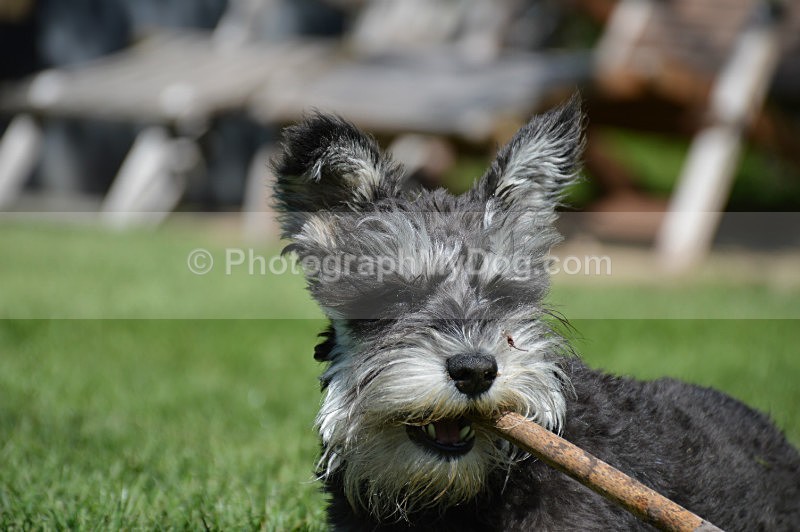  - Schnauzers