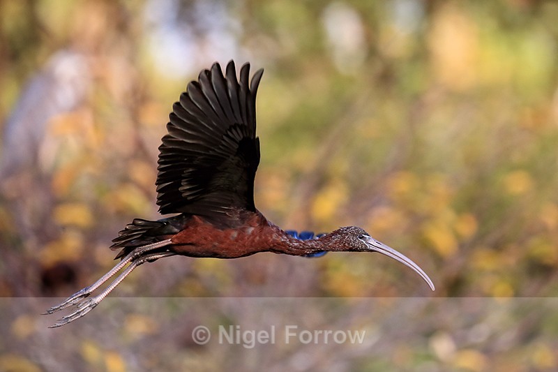 Glossy Ibis flying close by, Wakodahatchee Wetlands, Florida - Glossy Ibis