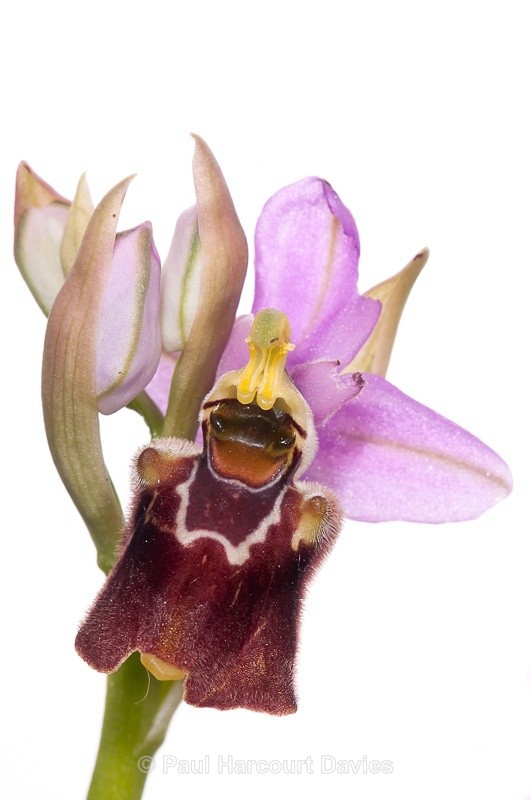  - WB: Orchids - Ophrys
