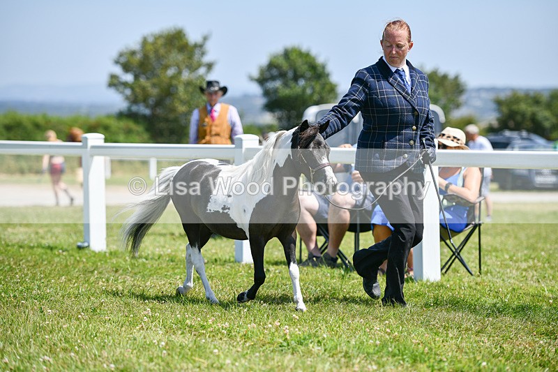 DSC_7275 - Miniature Horse Championship