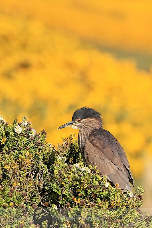 Black-crowned Night-Heron (juvenile), Carcass Island, Falklands - Black-crowned Night-Heron