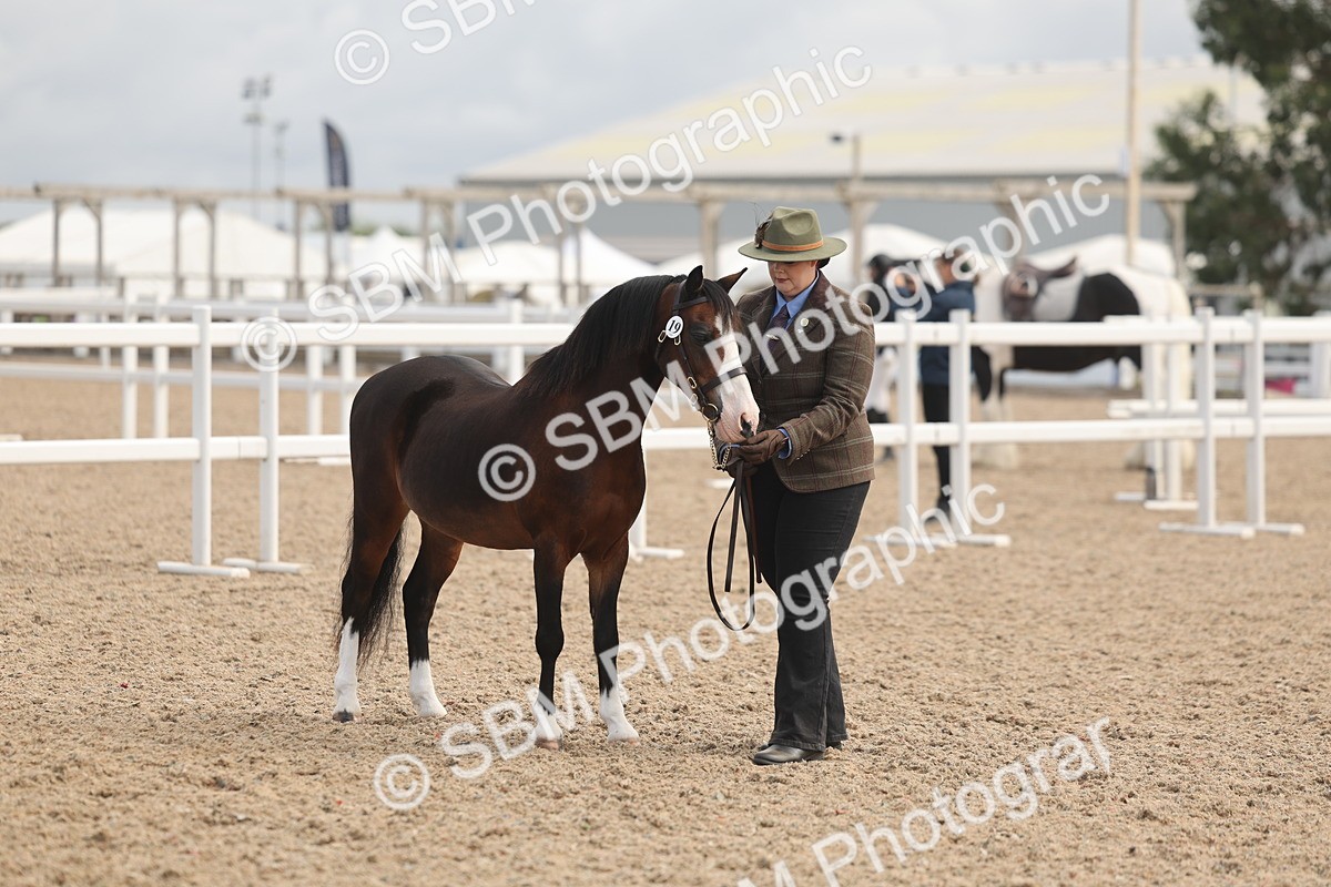 SBM_04479 - Class 18 - Handsomest Gelding (IH or Ridden)