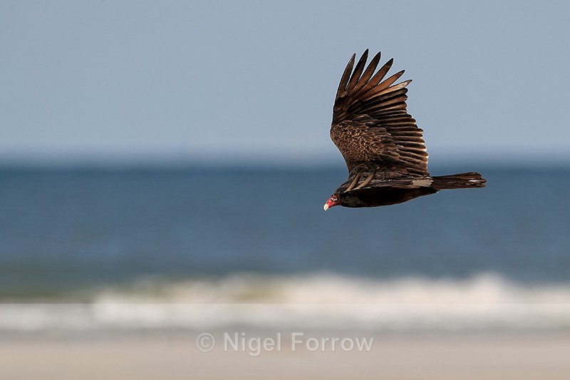 Turkey Vulture gliding, North Beach, Fort De Soto, Florida - Turkey Vulture