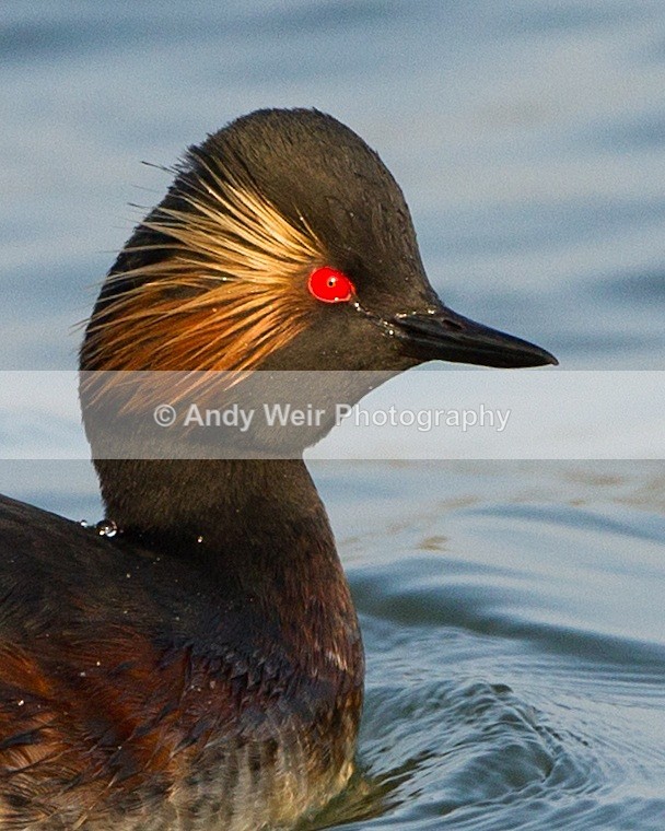 20110328-IMG_2910-136 - Black-necked Grebe